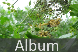 Gespinst- und Knospenmotten (Yponomeutidae)